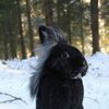 bunnybounder